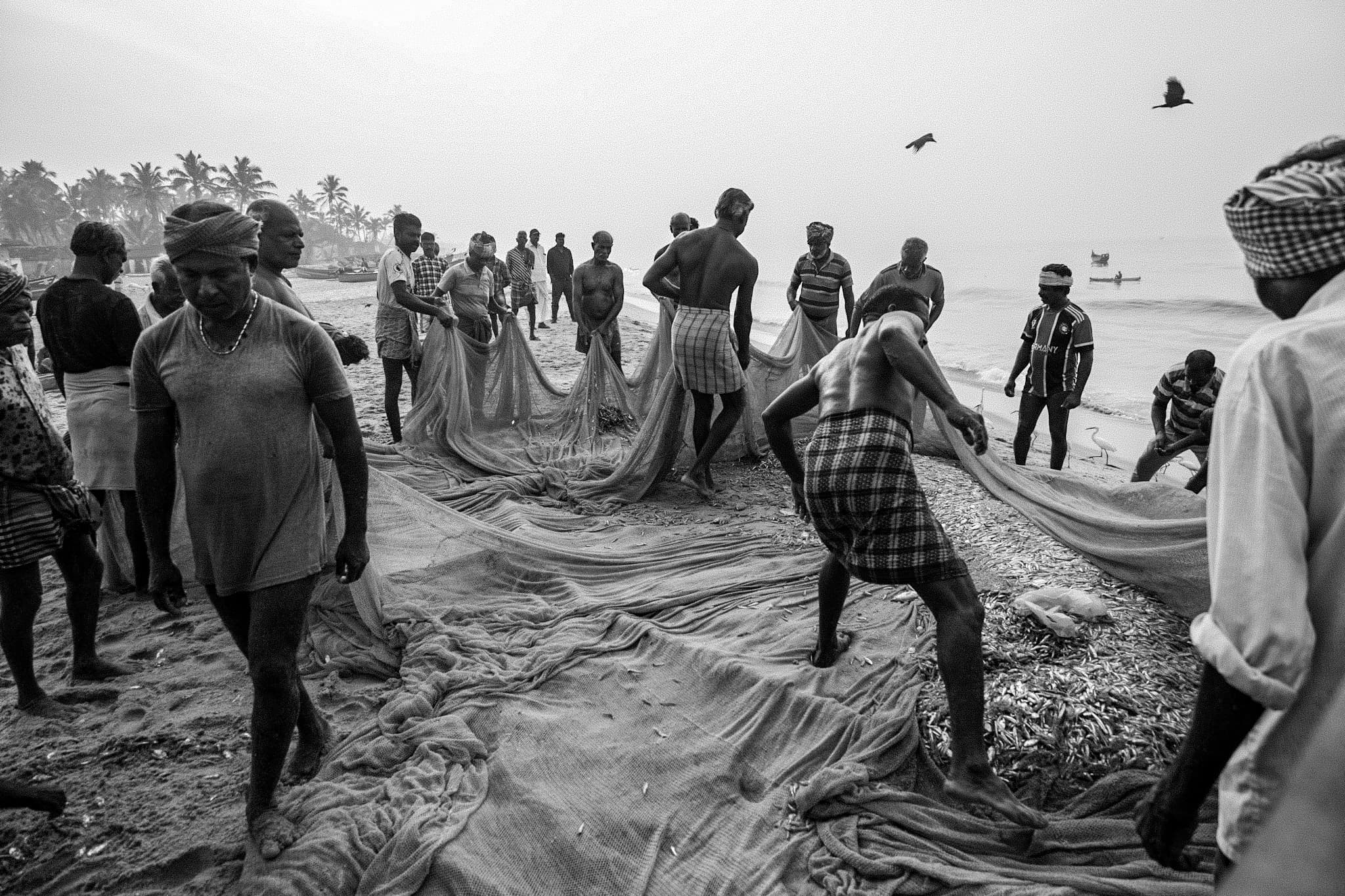 Fishermen gathering the morning catch in their nets on the Vizhinjam coast